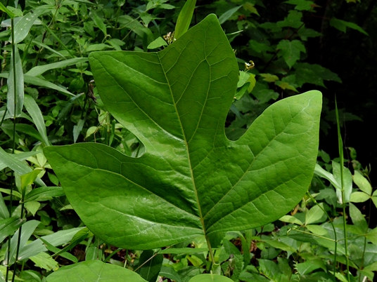 {Liriodendron tulipifera}